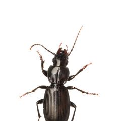 MYN Ground Beetle - Pterostichus madidus 